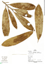 Aspidosperma pichonianum Woodson, Peru, P. Fine 460, F