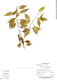 Phyllonoma ruscifolia image