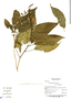 Scutellaria glabra Leonard, Panama, R. Aizprúa B-4241, F