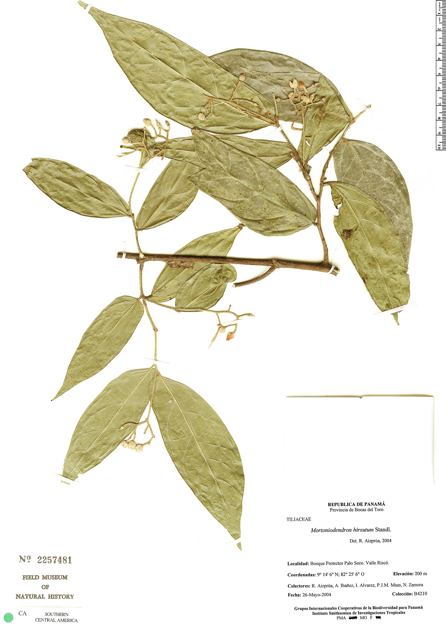 Mortoniodendron hirsutum image