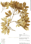 Calyptranthes hylobates image