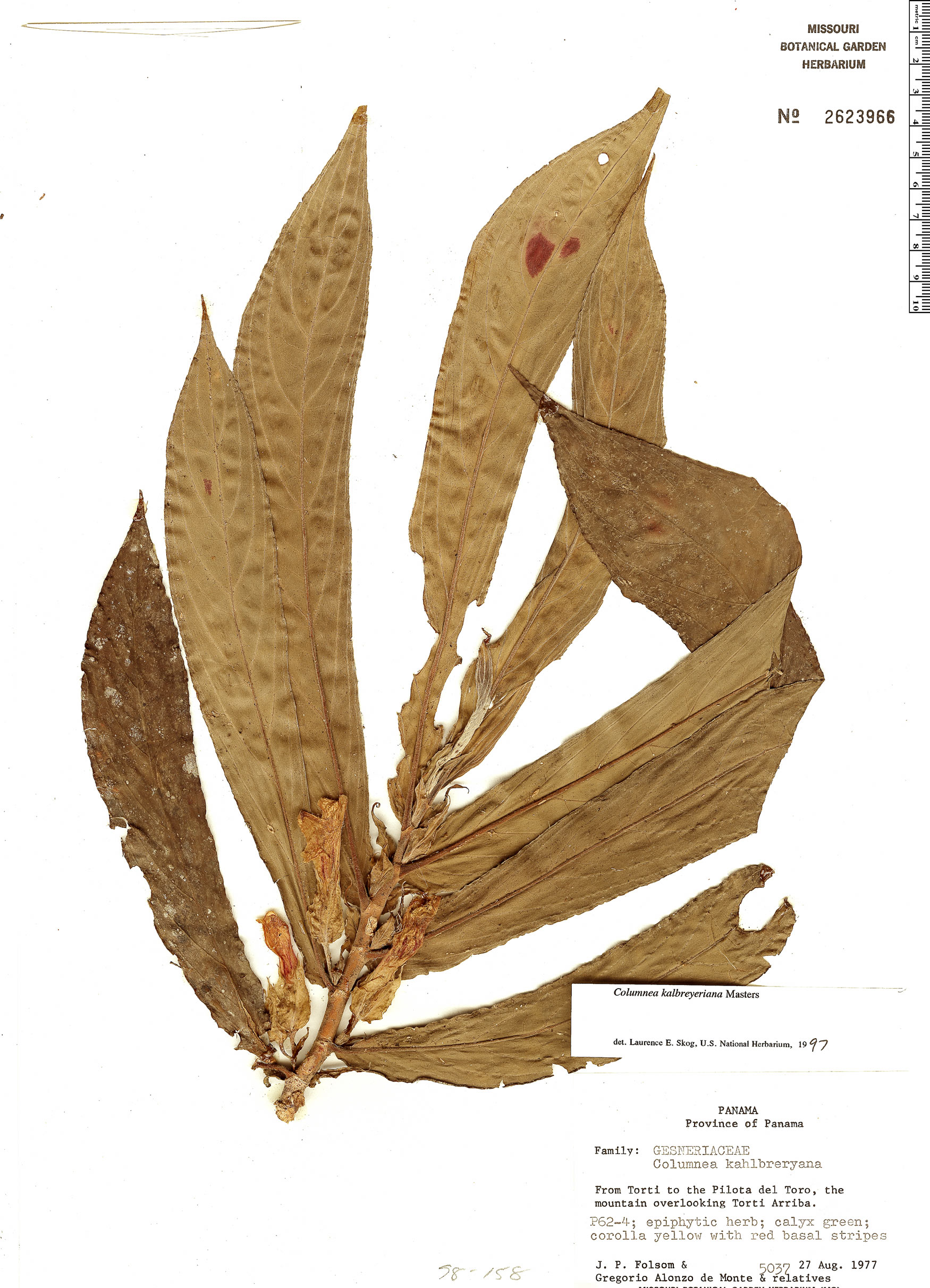 columnea-kalbreyeriana-rapid-reference-the-field-museum