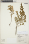 Baccharis dracunculifolia DC., Brazil, W. Hoehne SPF 12.191, F