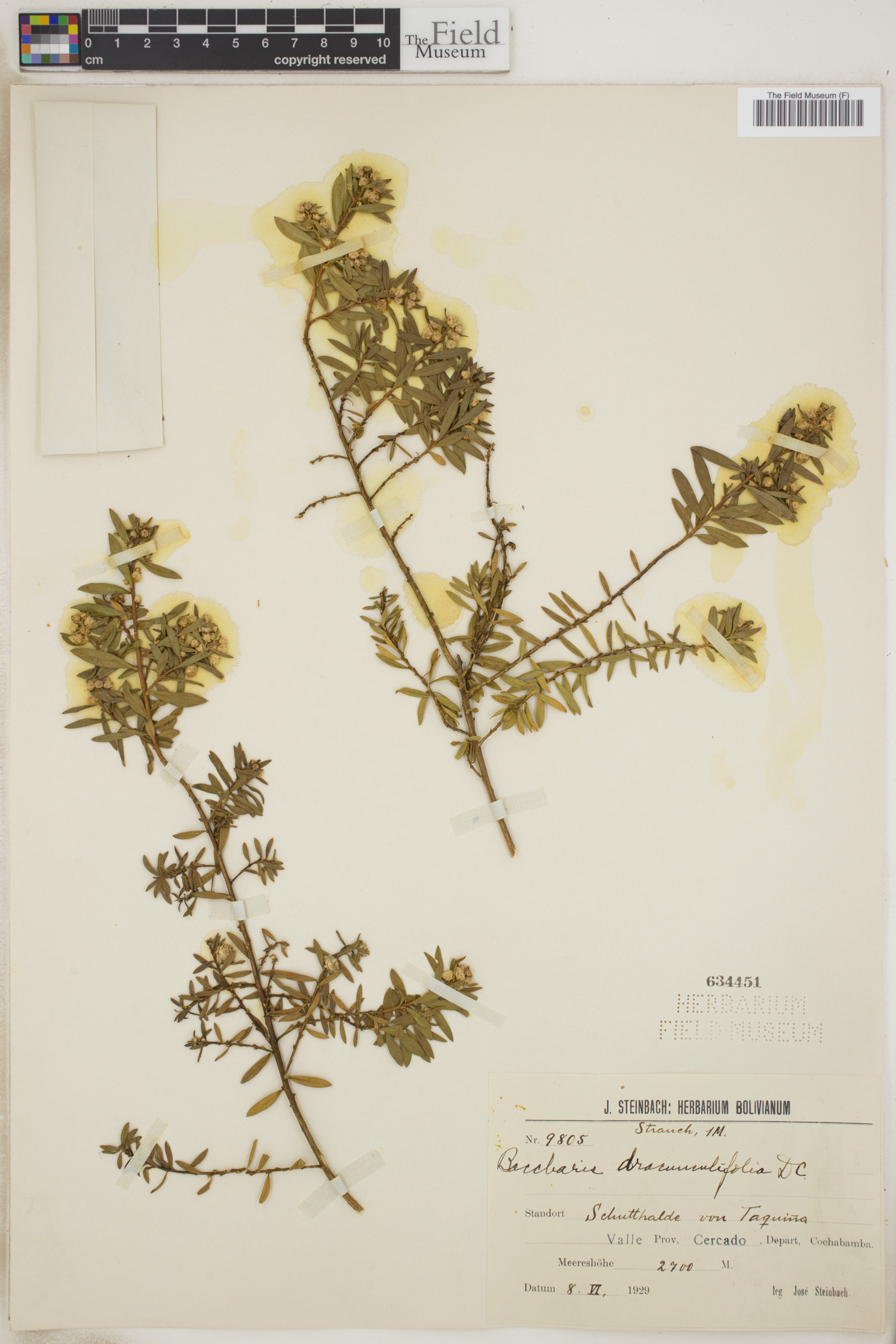 J. Steinbach | Botanical Collections