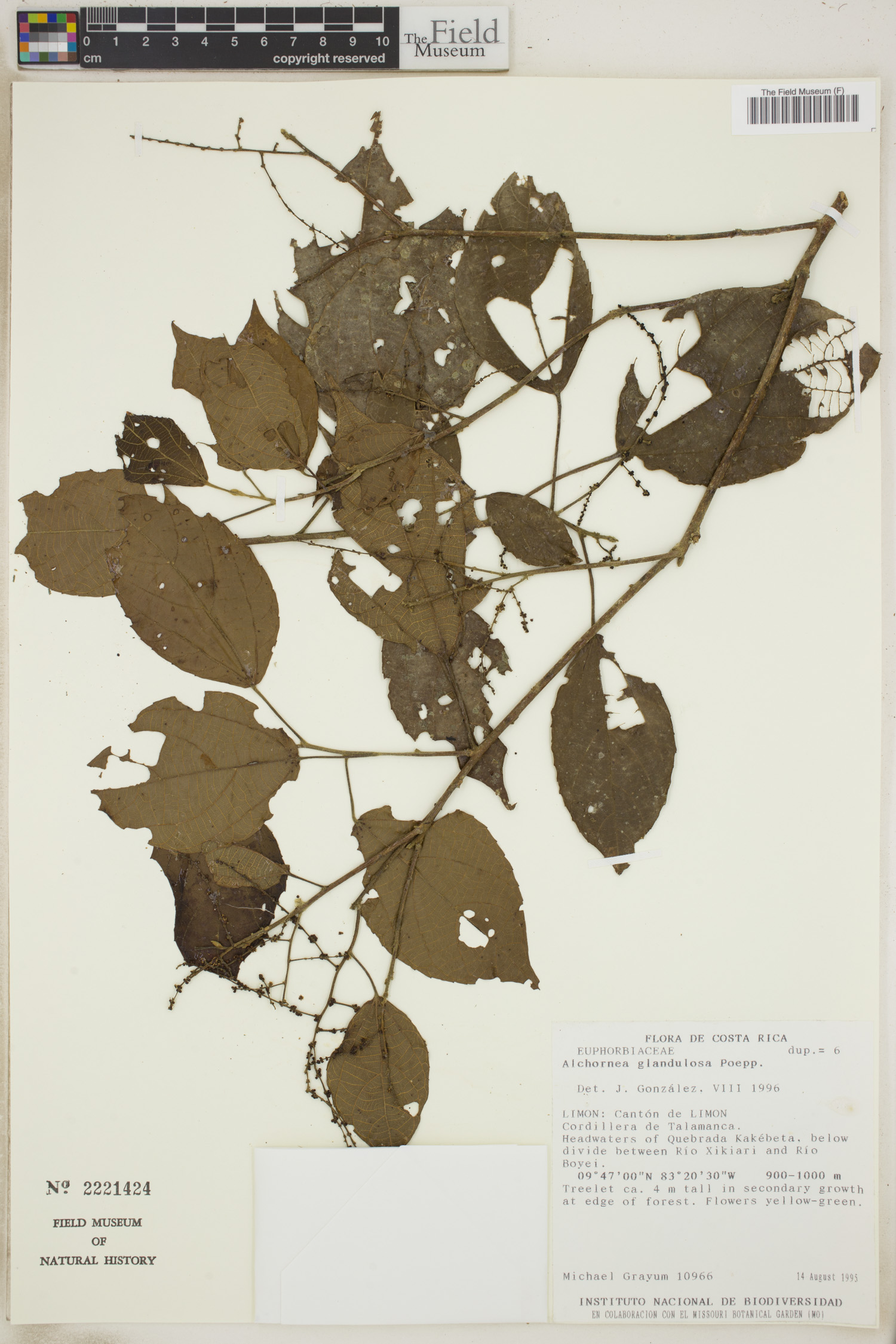 Alchornea glandulosa image