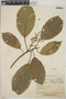 Alchornea latifolia image