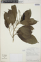 Alchorneopsis floribunda image