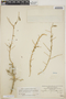 Argythamnia fasciculata (Vahl) Müll. Arg., Mexico, M. Sessé 1787, F