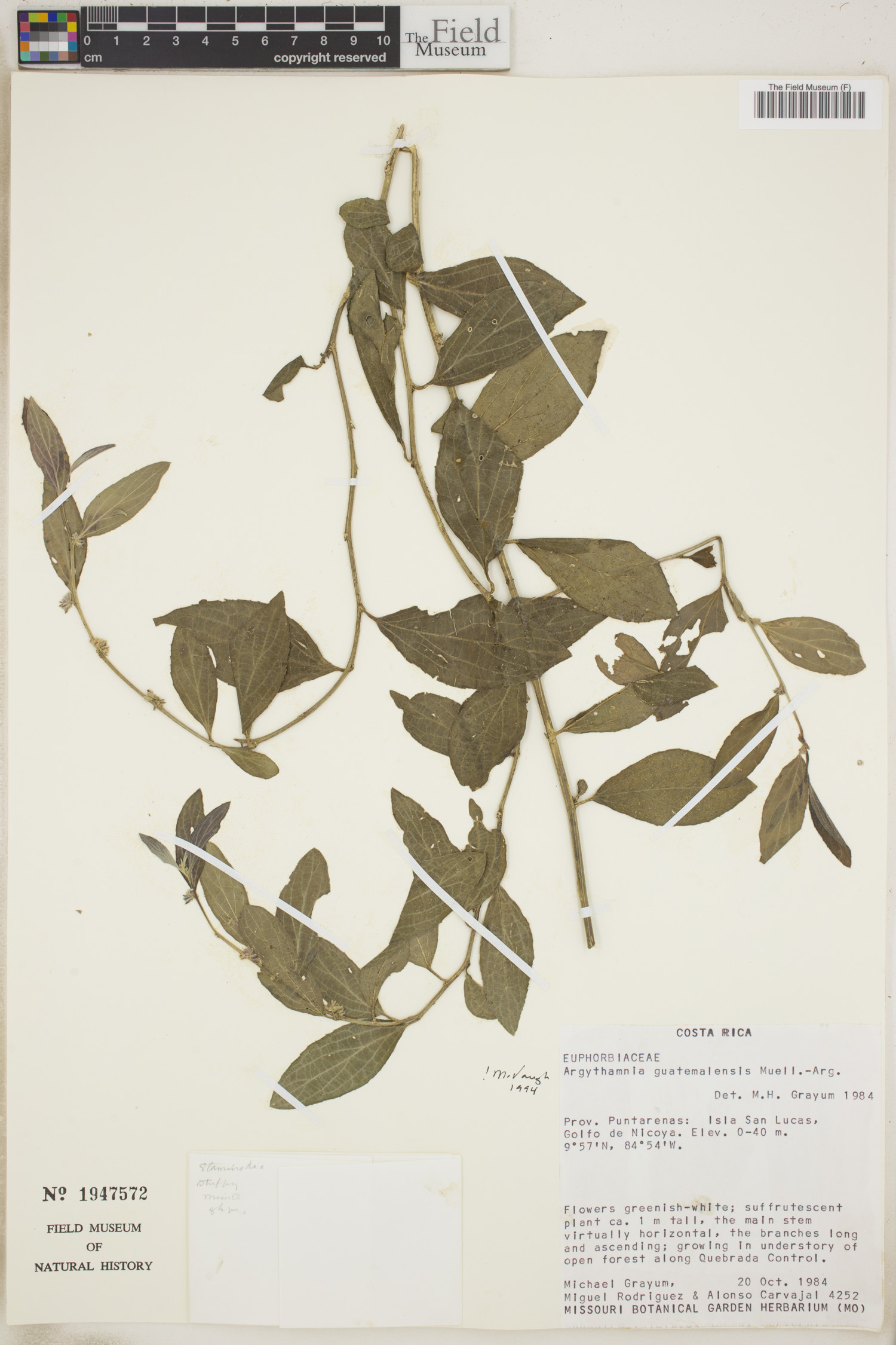 Argythamnia guatemalensis image