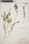 Argythamnia lucayana Millsp., Bahamas, N. L. Britton 5622, F