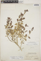 Argythamnia sericea Griseb., Bahamas, P. Wilson 7609, F