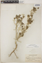 Argythamnia sericea Griseb., Bahamas, L. J. K. Brace 4196, F
