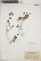 Argythamnia stahlii Urb., British Virgin Islands, N. L. Britton 999, F