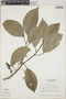 Alchornea latifolia image