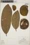 Aspidosperma myristicifolium (Markgr.) Woodson, Peru, R. B. Foster 5688, F