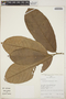 Aspidosperma myristicifolium (Markgr.) Woodson, Peru, R. B. Foster 11436, F