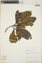 Aspidosperma parvifolium A. DC., Peru, A. H. Gentry 51152, F