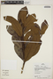 Aspidosperma parvifolium A. DC., Peru, G. Shepard 2078, F
