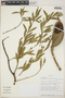 Aspidosperma quebracho-blanco Schltdl., Bolivia, I. G. Vargas C. 485, F