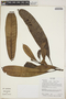 Himatanthus sucuuba (Spruce ex Müll. Arg.) Woodson, Ecuador, R. J. Burnham 1361, F