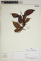 Lacmellea lactescens (Kuhlm.) Markgr., Peru, P. Fine 358, F