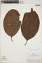 Macoubea sprucei (Müll. Arg.) Markgr., Peru, R. B. Foster 4754, F