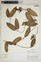 Mesechites trifidus (Jacq.) Müll. Arg., Ecuador, R. J. Burnham 1481, F