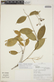 Odontadenia laxiflora (Rusby) Woodson, Peru, R. B. Foster 11786, F