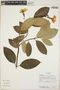 Odontadenia puncticulosa (Rich.) Pulle, Ecuador, R. J. Burnham 1826, F