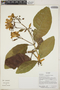 Odontadenia cf. stemmadeniifolia Woodson, Ecuador, R. J. Burnham 1828, F