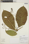 Odontadenia Benth., Ecuador, R. J. Burnham 2109, F