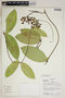 Prestonia annularis (L. f.) G. Don, Ecuador, R. J. Burnham 1814, F