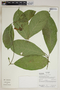Prestonia annularis (L. f.) G. Don, Ecuador, R. J. Burnham 1719, F