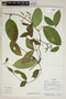 Prestonia quinquangularis (Jacq.) Spreng., Ecuador, R. J. Burnham 1822, F