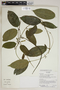 Prestonia quinquangularis (Jacq.) Spreng., Ecuador, R. J. Burnham 1667, F