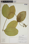 Prestonia cf. trifida (Poepp.) Woodson, Ecuador, R. J. Burnham 1767, F