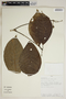 Rauvolfia sprucei Müll. Arg., Peru, A. H. Gentry 36511, F