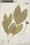 Tabernaemontana undulata Vahl, Peru, W. Pariona 1018, F
