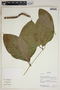 Apocynaceae, Ecuador, R. J. Burnham 1742, F