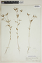 Croton michauxii G. L. Webster, U.S.A., F. S. Earle, F