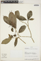 Tabernaemontana amygdalifolia Jacq., Ecuador, A. H. Gentry 72676, F
