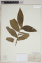 Piper leucophyllum image