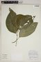 Piper nudifolium image