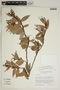 Cavendishia bracteata (Ruíz & Pav. ex J. St.-Hil.) Hoerold, Peru, J. L. Luteyn 6413, F