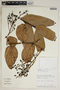 Cavendishia martii (Meisn.) A. C. Sm., Peru, P. Nuñez V. 7809, F