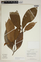 Sagotia brachysepala (Müll. Arg.) Secco, Peru, C. Sobrevila 1819, F