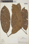 Euphorbiaceae, Peru, R. B. Foster 4808, F