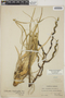 Tillandsia limbata image