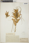 Tillandsia macrochlamys image