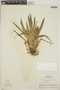 Tillandsia multicaulis image